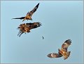 Black-eared Kites, Goa India